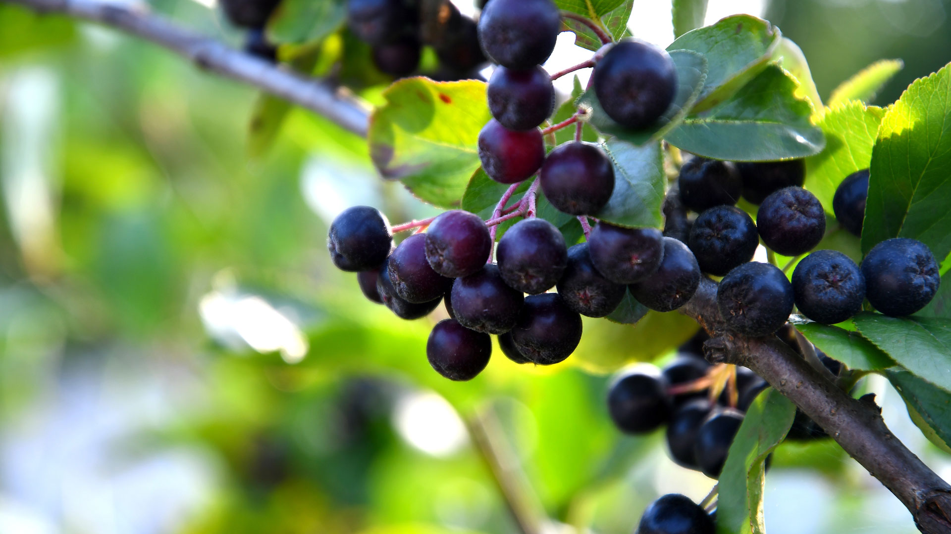 The Aronia Berry - Aronia Fields Farm